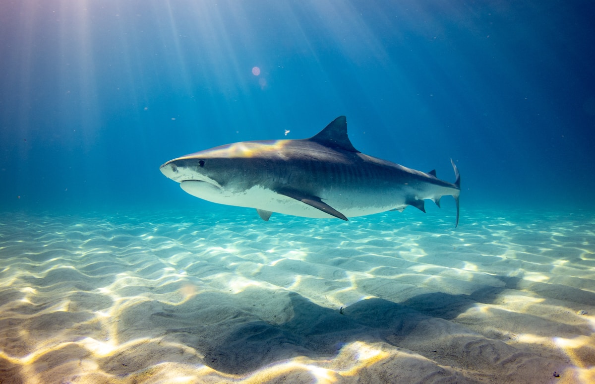 Bull Sharks Have Best Friends Just Like You Do!