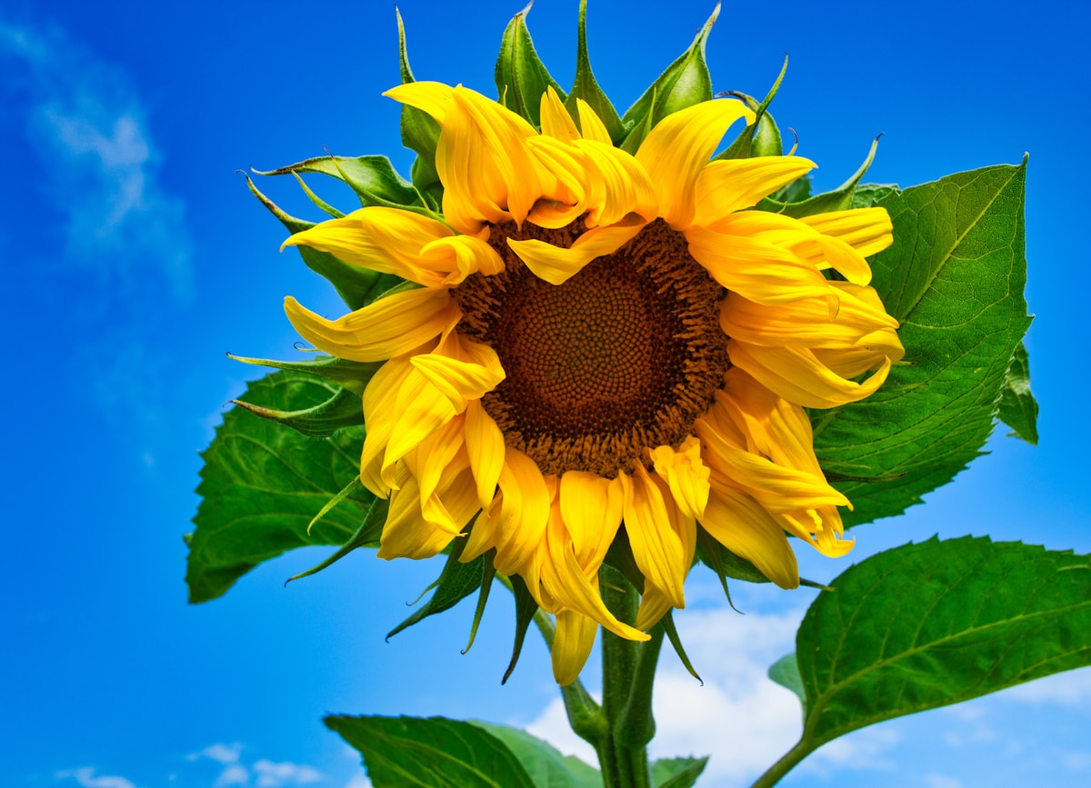 Sunflowers Are Reaching for the Sky in This Amazing Summer Heat!