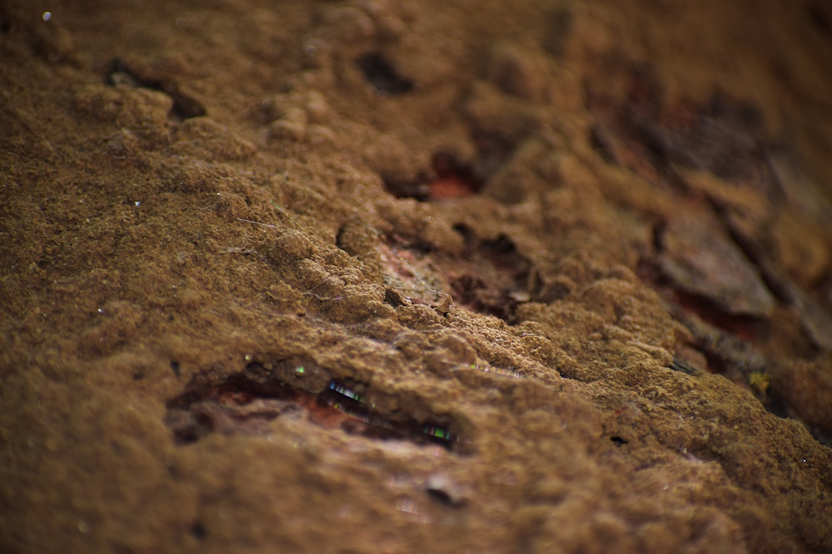 A Giant Long-Necked Dinosaur Left Behind a Mystery Loop of Footprints!