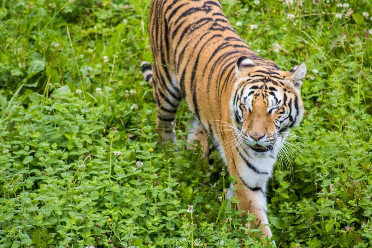 An Endangered Amur Tiger Just Moved Into a Brand New Home!