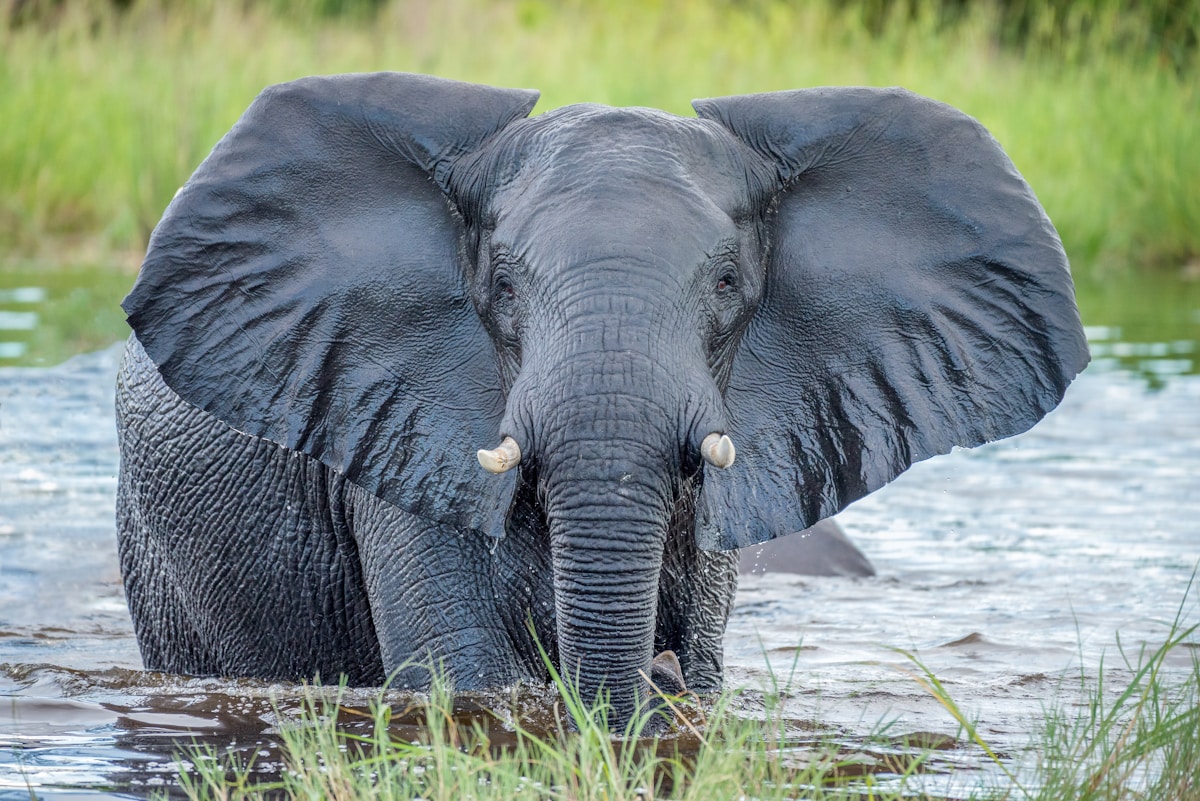 Meet the Earth’s Ultimate Giants on This Special Day of Celebration!