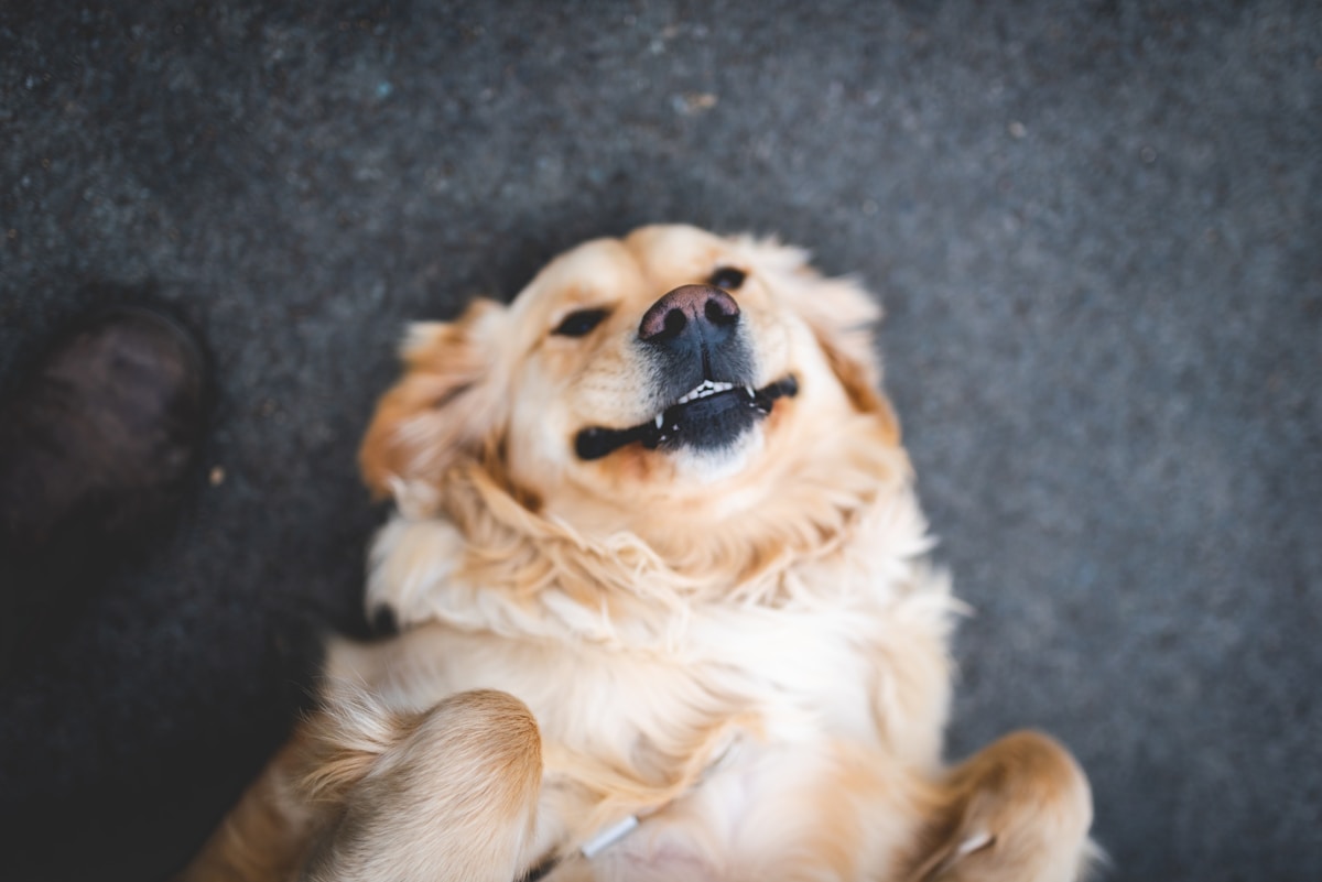 Your Dog Can Actually Tell When You Are Smiling!