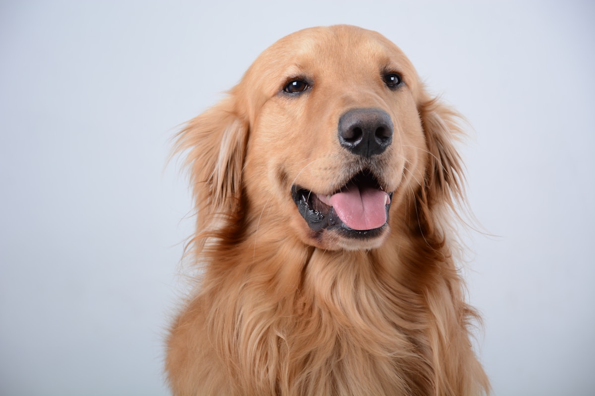 Your Dog Really Can Tell When You Smile!