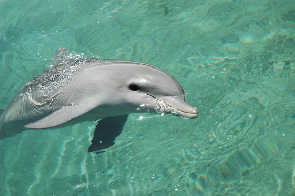 Clever Dolphins Use Seashells as Fishing Nets to Catch Dinner!