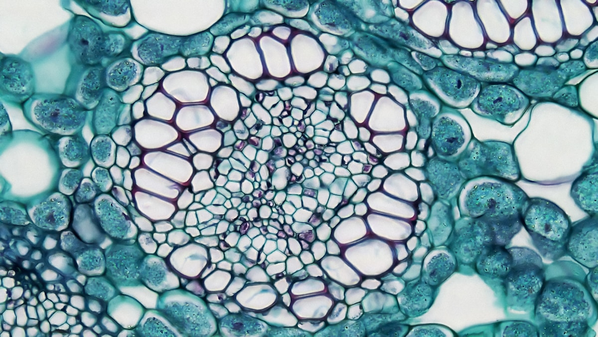 Meet the Tiny Shape-Shifting Microbe That Turns Into a Giant 'Hulk'!