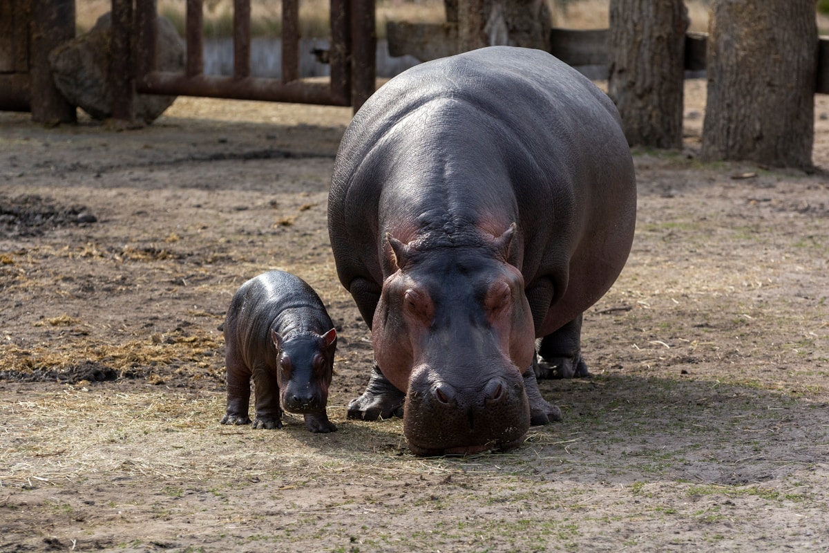 A Rescued Baby Hippo Finds the Most Unlikely Best Friend!