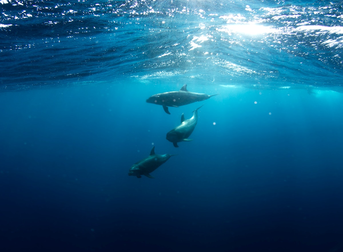 Stunning Underwater Photos Reveal Secret Lives of Dolphins and Tiny Sea Babies
