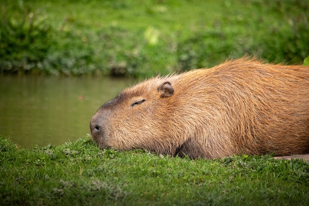 Unleash Your Inner Artist and Draw the World's Cutest Giant Rodent!