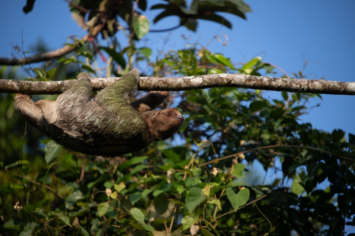 Monkeys and Sloths Love These Special Bridges High in the Trees!