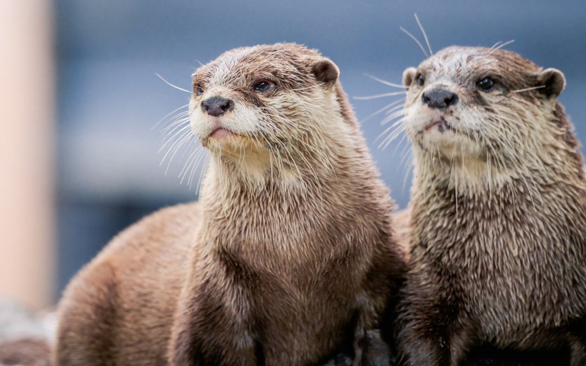 Two Cute Otters Spark Hope for a Brand New Family!