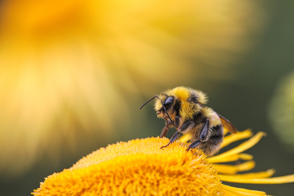 Clever Honeybees Mix the Perfect Baby Food Inside Their Hives!