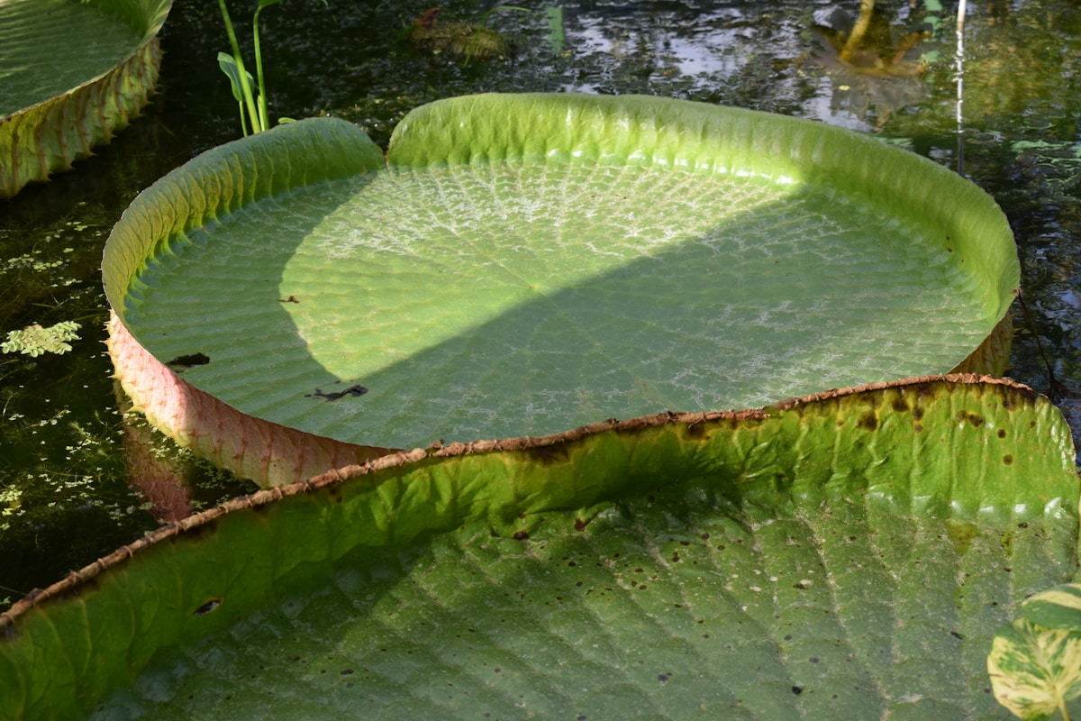 Giant Waterlilies Put to the Test in a Super-Sized Weightlifting Contest!