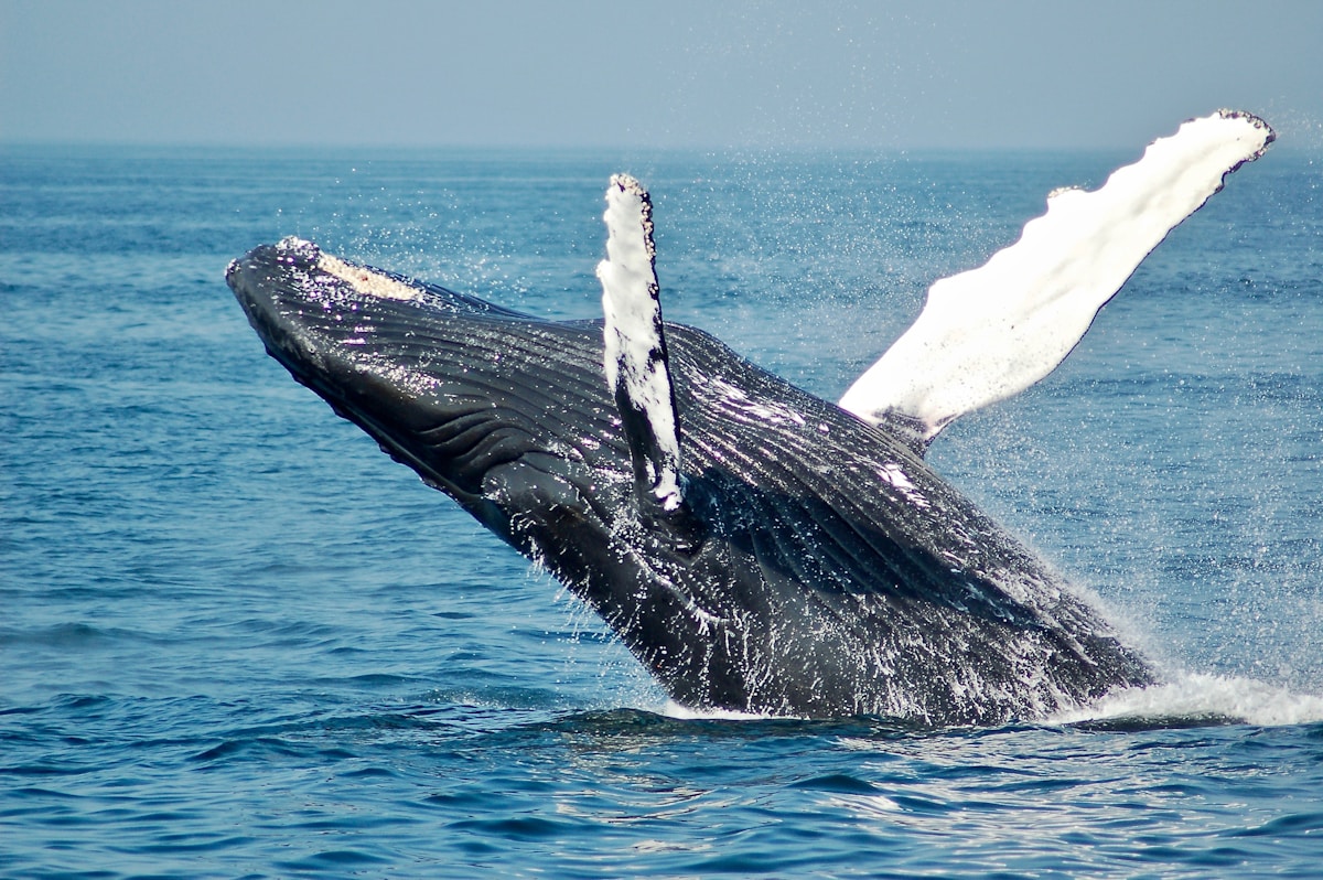 Hundreds of Giant Whales Throw a Massive Feast in the Chilly Arctic!