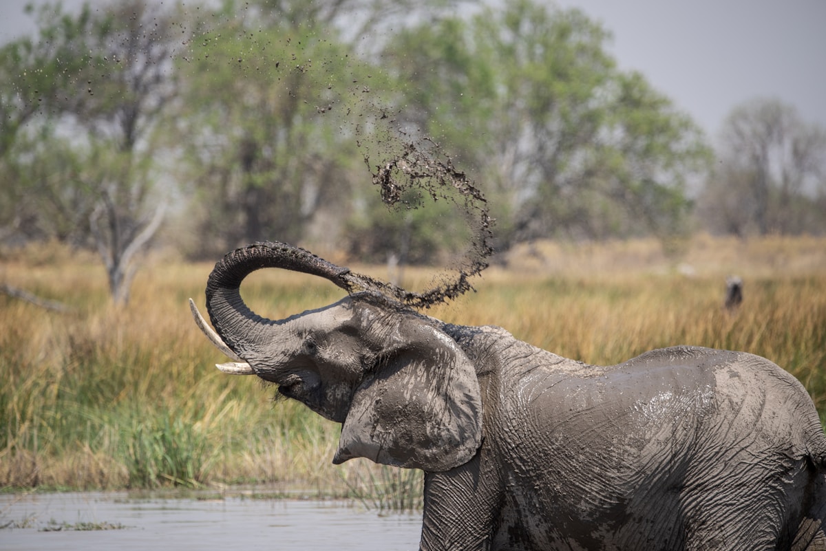 Meet the Earth’s Majestic Giants in This Ultimate Elephant Quiz!