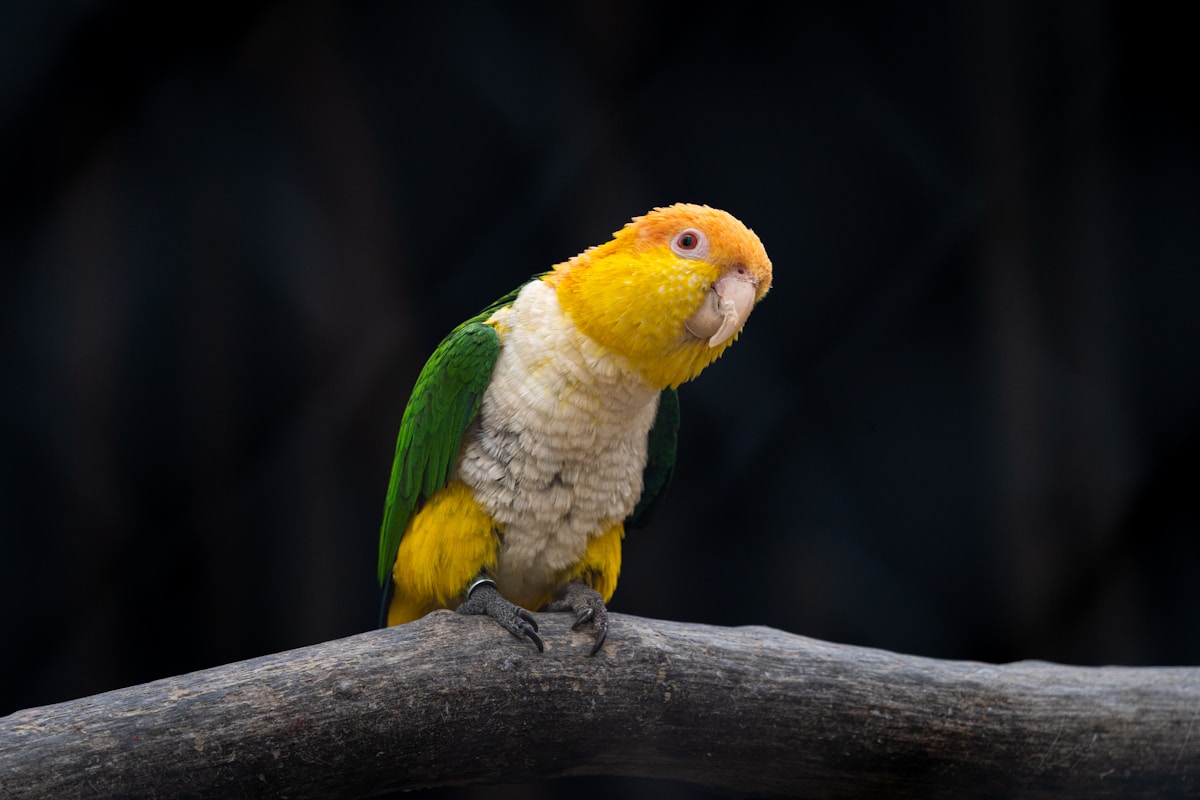 Secret Parrot Language Decoded by Clever New Computer Program!