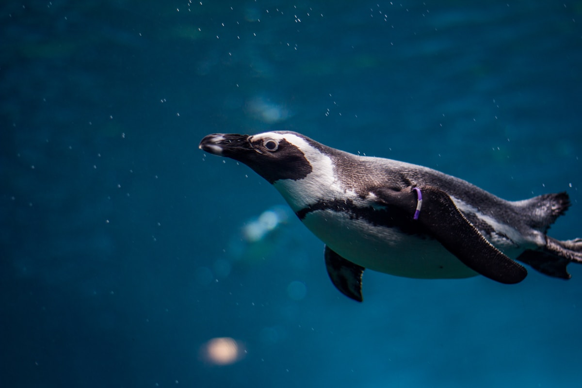 Splashtastic Waves Help Zoo Penguins Swim and Play Like Wild Birds!