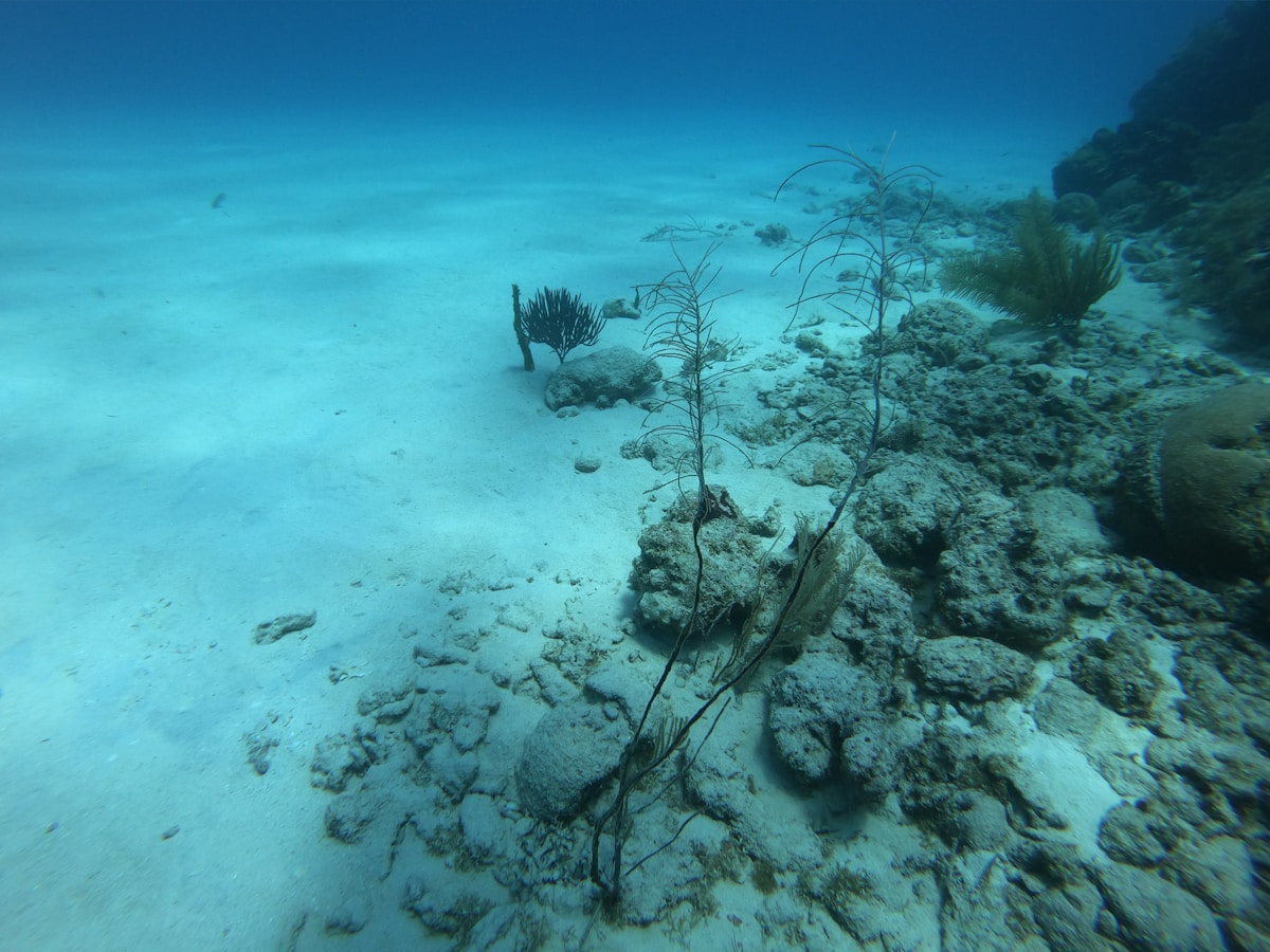 Secrets of a 2,200-Year-Old Shipwreck Revealed by Ancient Goo!