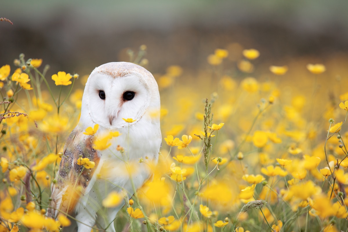 A Tiny Barn Owl Just Survived a Wild Ocean Adventure!