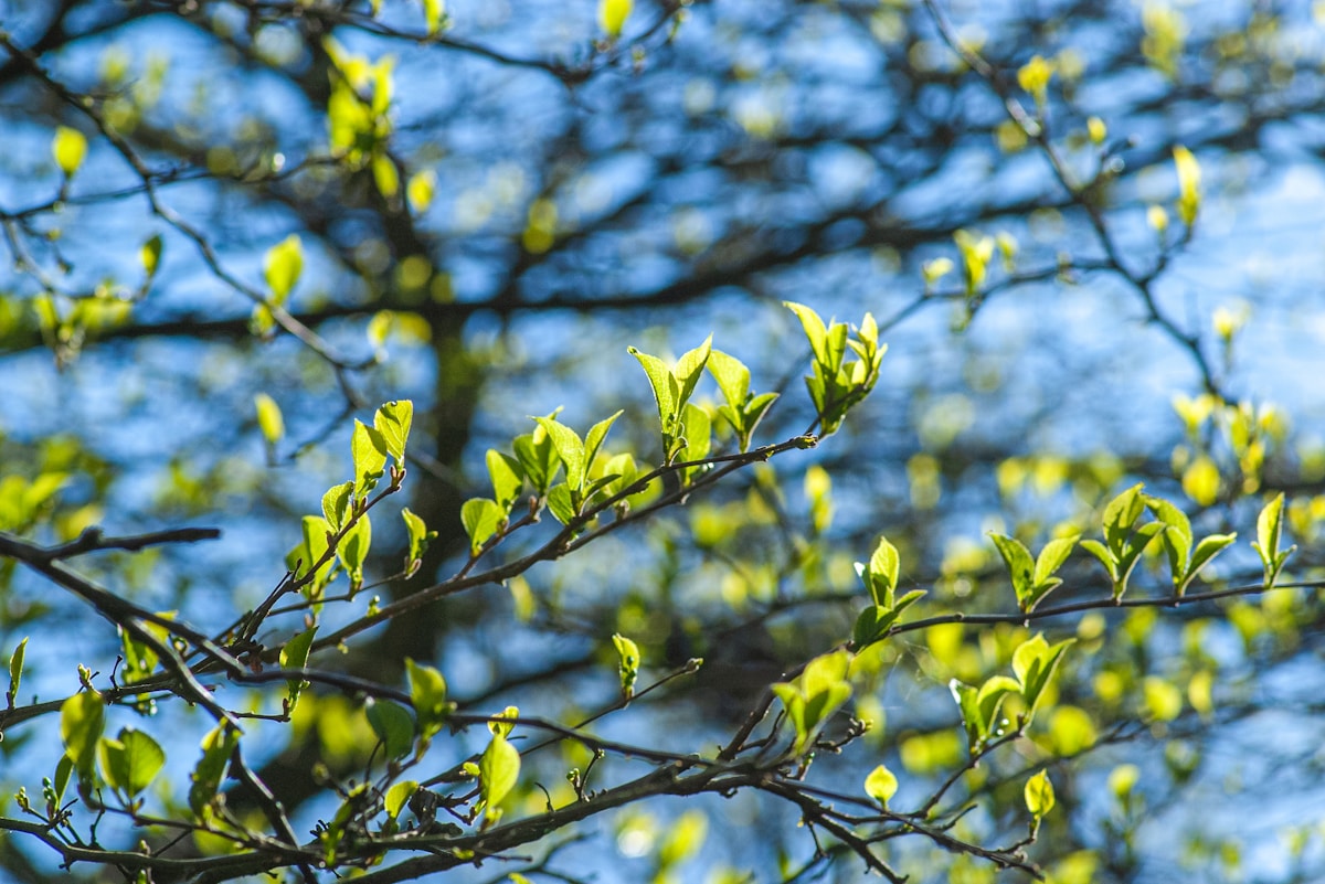 Nature’s Secret Clock Is Helping Trees and Animals Predict the Future!