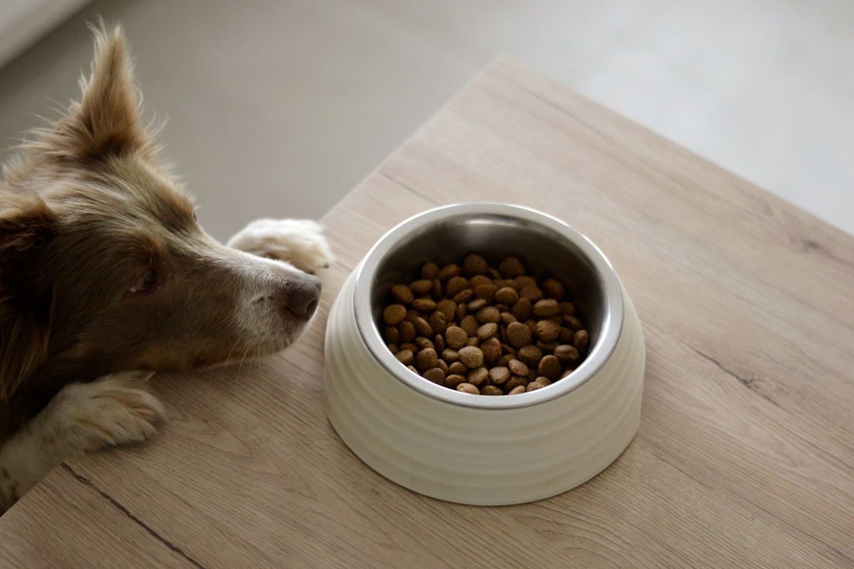 Supercharge Your Pet to Help Save Planet Earth!