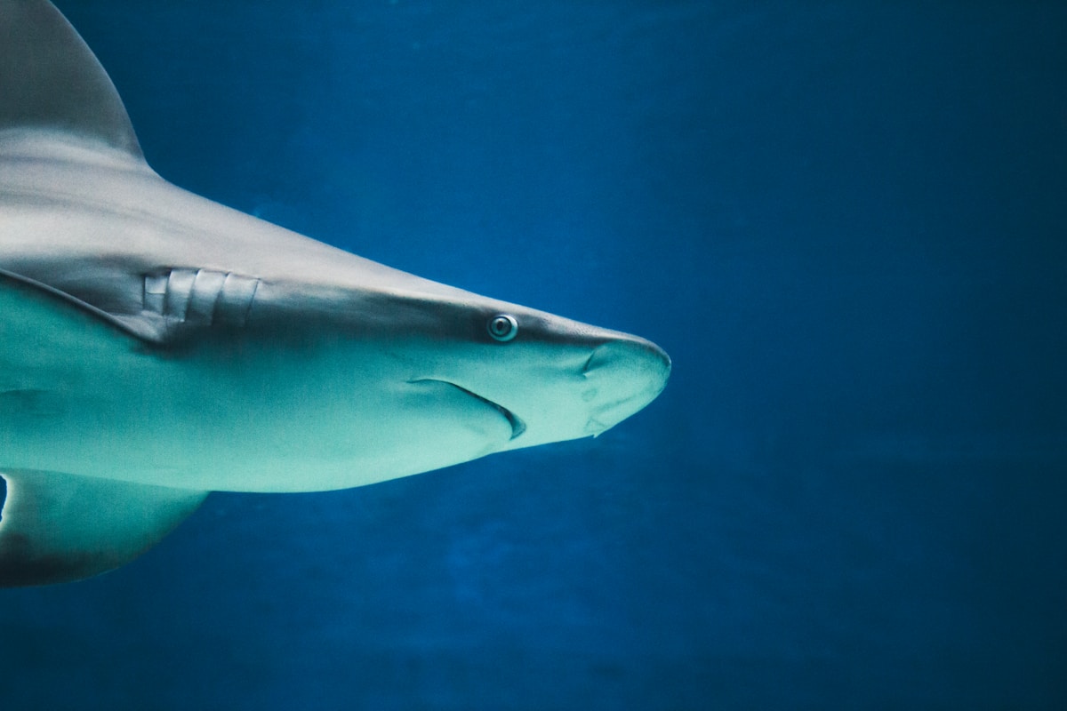 Meet the Super-Shark That Can Live for 400 Years With Perfect Eyesight!