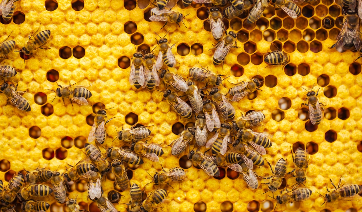 Queen Bees Can Cleanse Themselves of Poison by Passing It to Their Eggs!