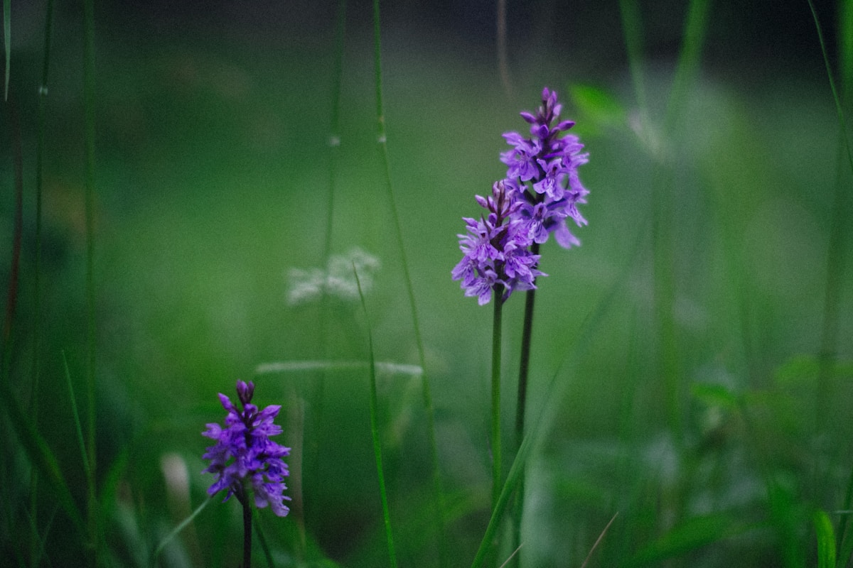 Thousands of Wild Orchids Mystically Appear on an Empty Farm!