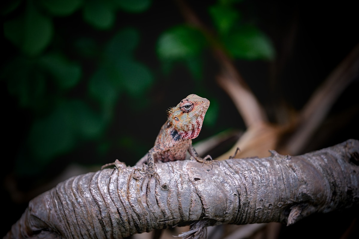 A Real-Life Dragon Has Just Been Discovered in the Forests of Thailand!