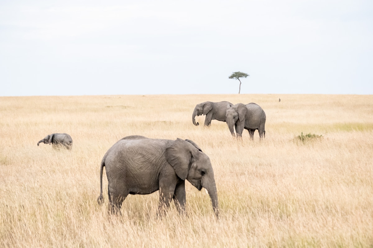 Buzzing Drones Team Up with Bees to Save African Elephants!