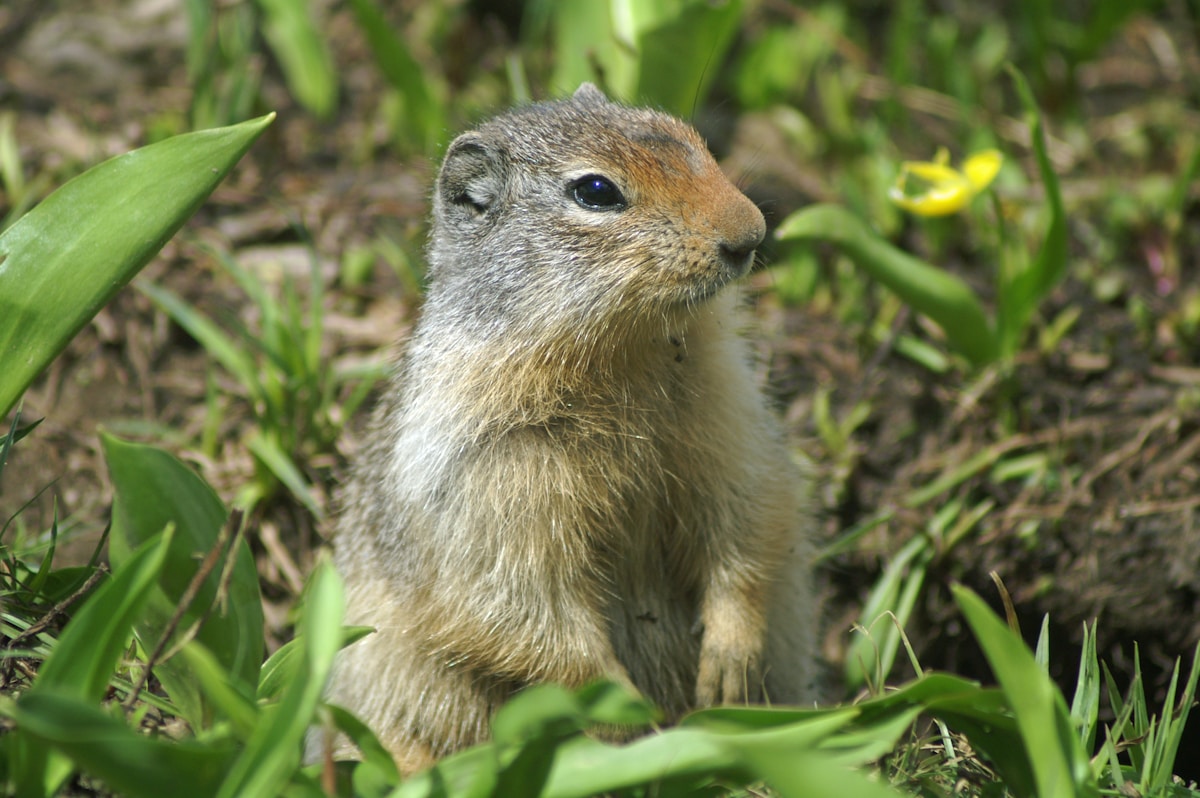 Frozen Poop Reveals the Wild Diet of Ice Age Squirrels!