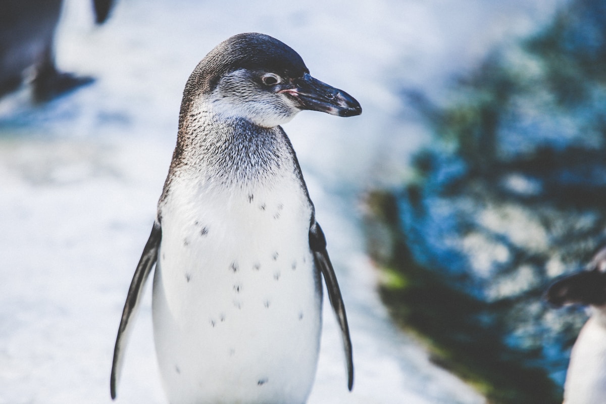 Step on the Scales! London Zoo's Funkiest Animals Get Measured