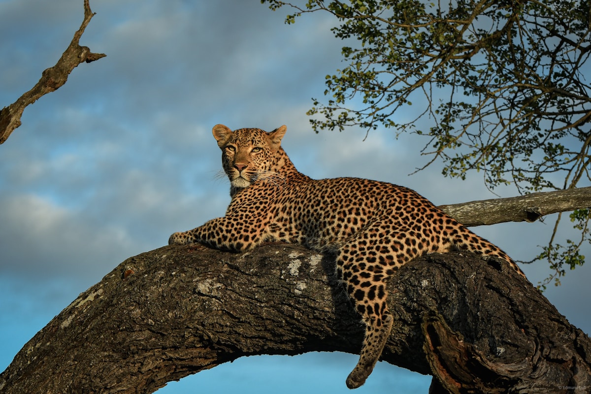 Spectacular Wild Animal Photos Revealed in a Giant Global Contest!