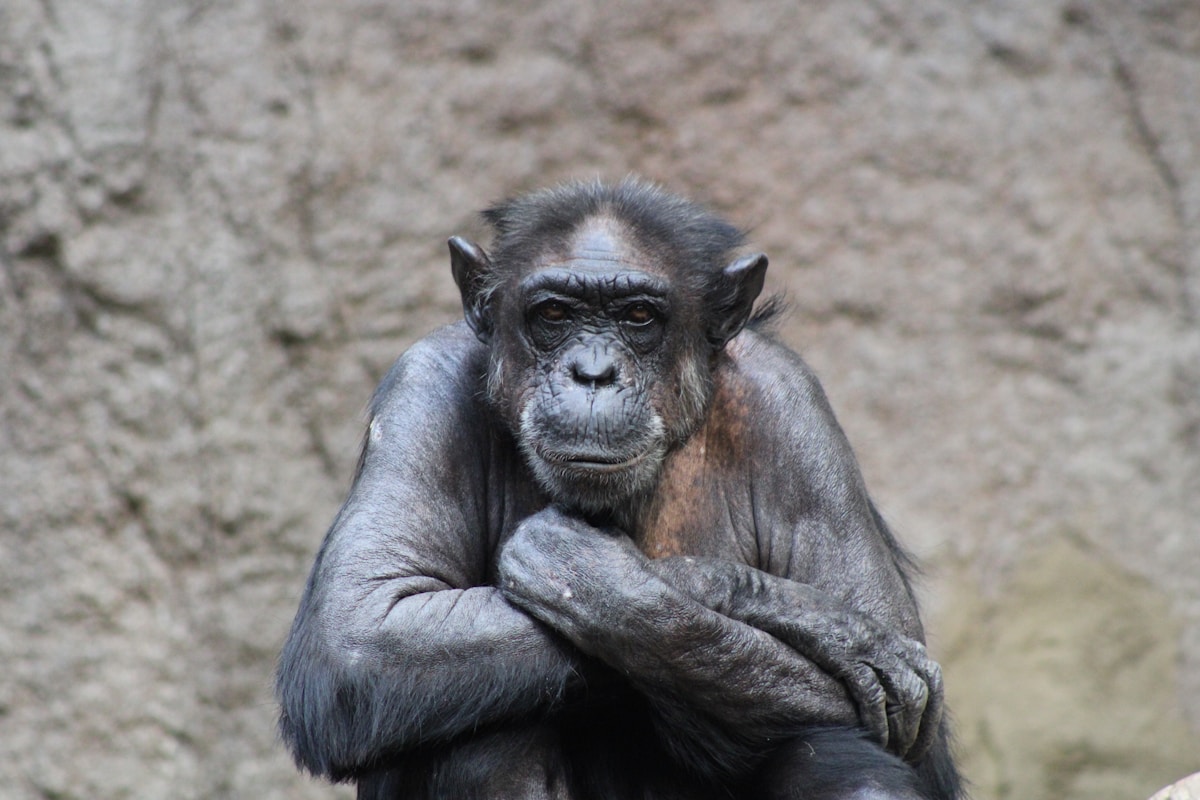 Chimpanzees Are Hurting Rocks at the Very Same Trees!