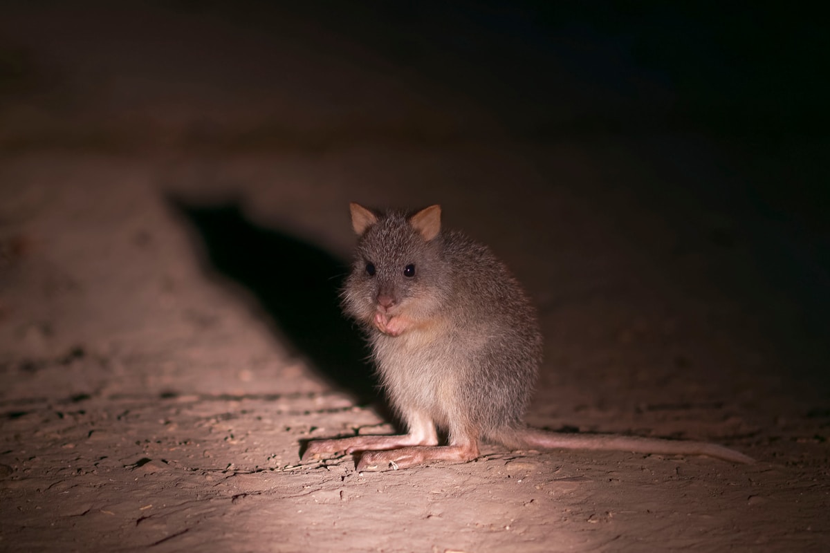 Magic Eye Drops Help Blind Mice See the Light!