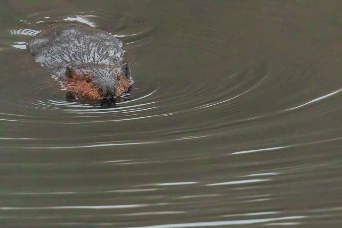 Wild Baby Beavers Are Born in Norfolk After 500 Years!