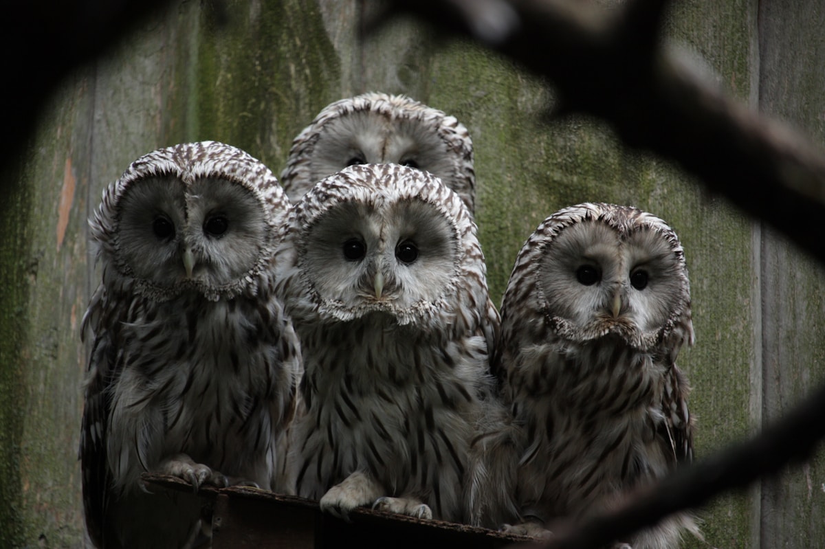 Baby Barn Owls Are Born in Northern Ireland For the First Time in 50 Years!