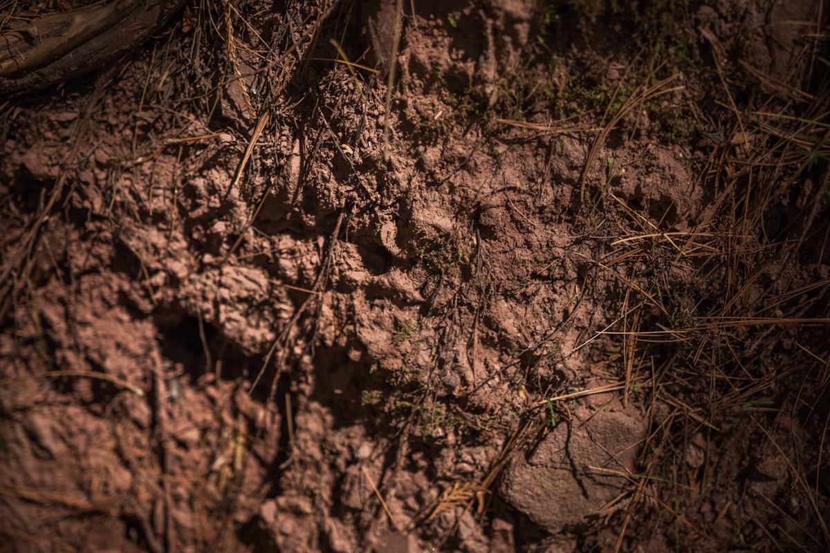 Giant Footprints From 1.4 Million Years Ago Reveal a Mystery Human Relative!