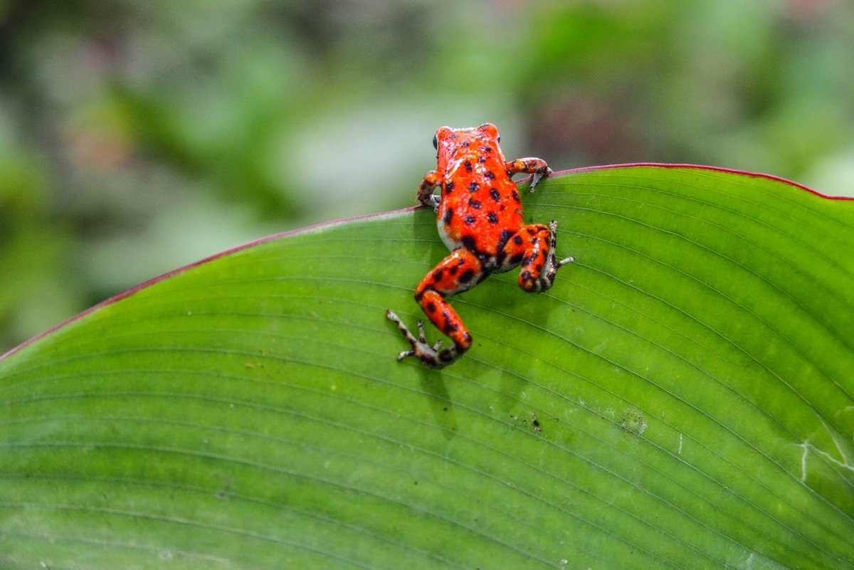 Seven Brand-New Tiny Frogs Discovered Hiding in the Forest!