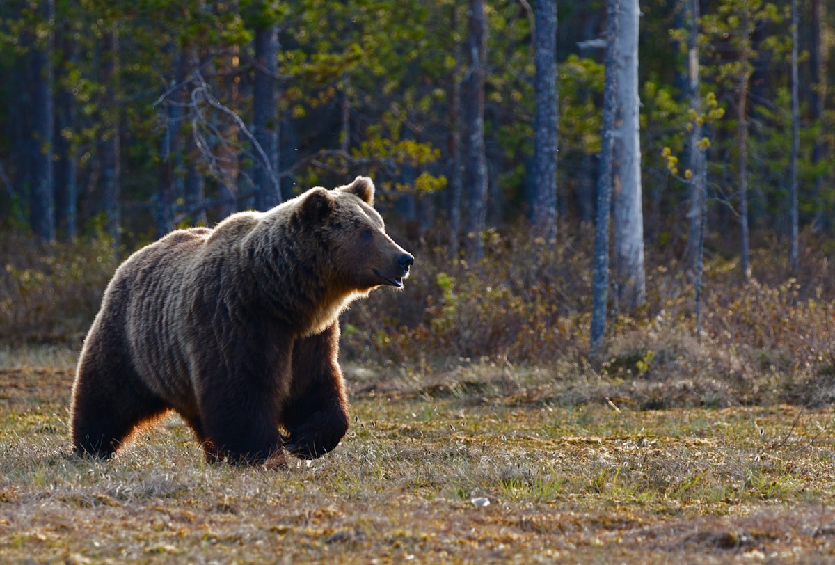 Thousands of Wild Animals Are Changing How They Move Because of Us!