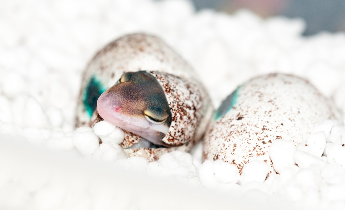 Inside the Egg Where Tiny Baby Snakes Twist Into Perfect Spirals!
