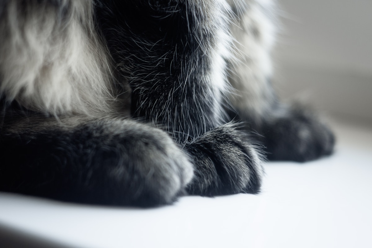 Meet Erebus! The Maine Coon Cat with a Record-Breaking Number of Toes