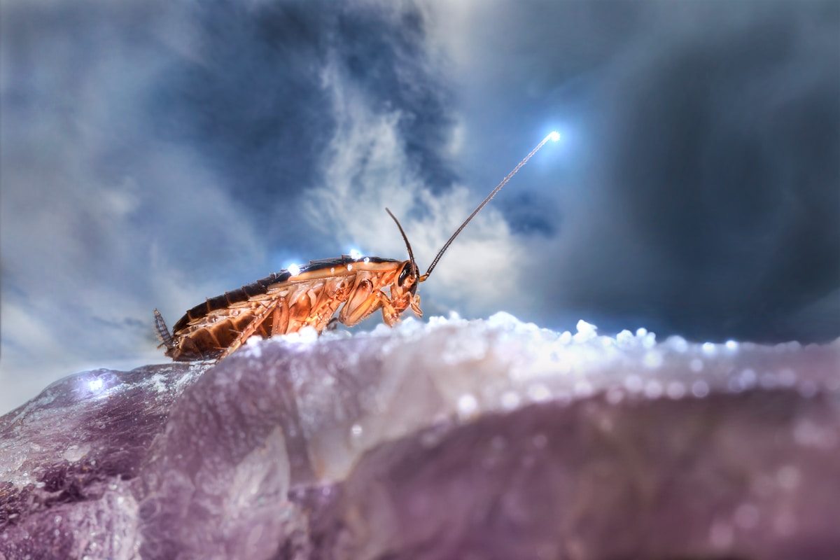 Super-Cool Cyborg Cockroaches Are Coming to the Rescue!