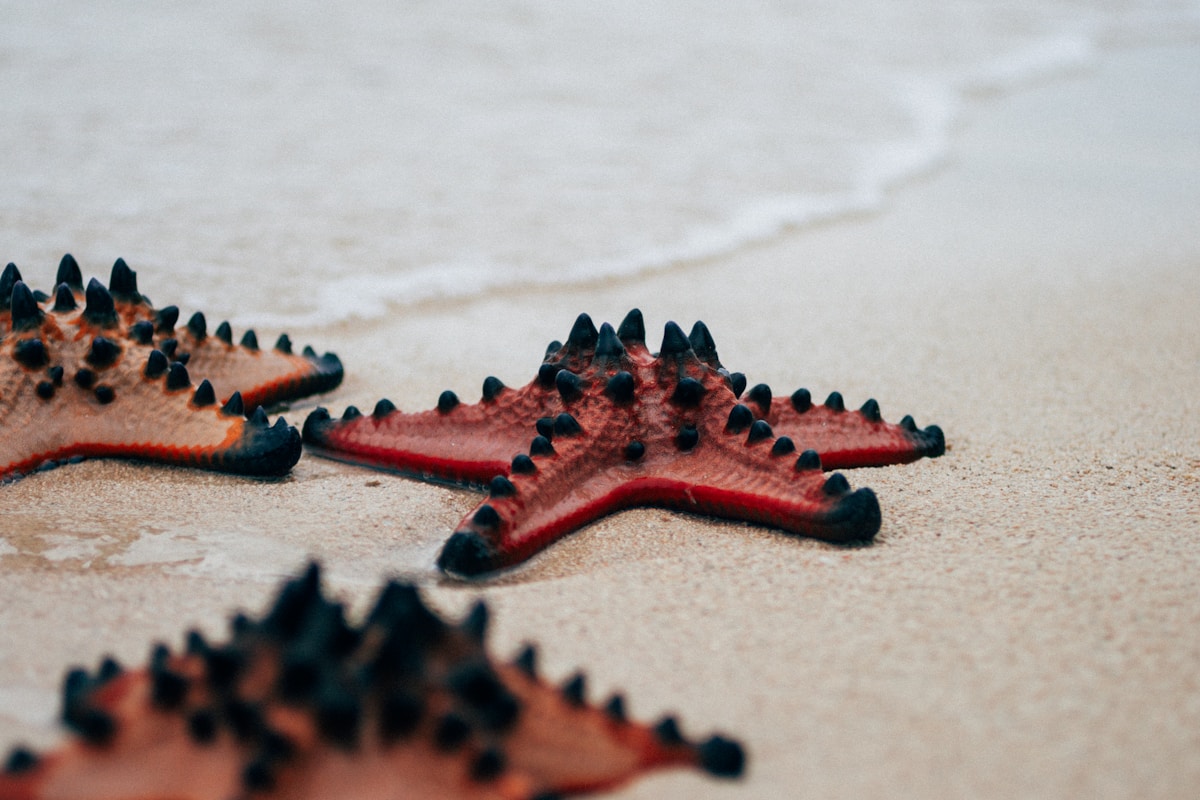 This Chocolate-Chip Sea Star Has a Secret Superpower in Its Arms!