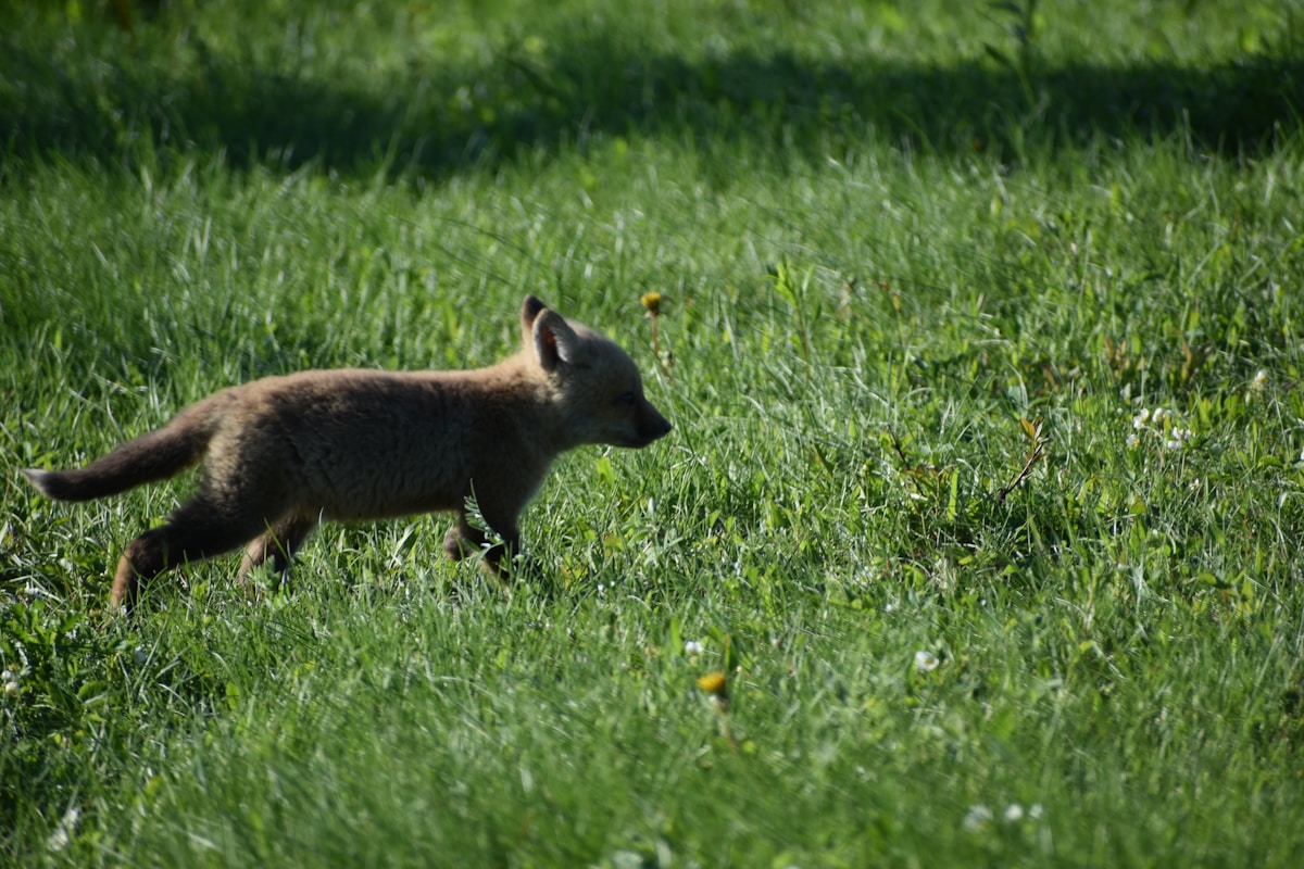 Watch These Brave Fox Cubs Leap Back Into the Wild After a Big Rescue!