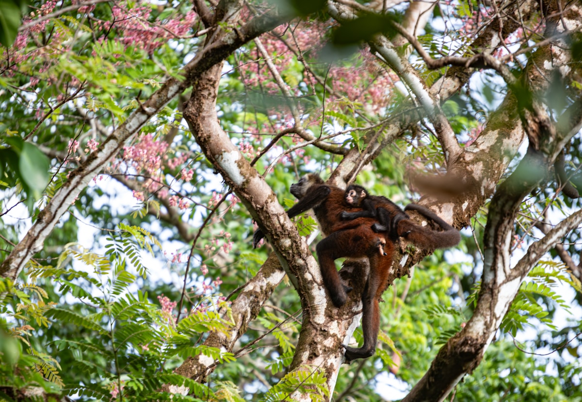 Wild Monkeys Climb Vertical Trees Using Amazing Bendy Feet!