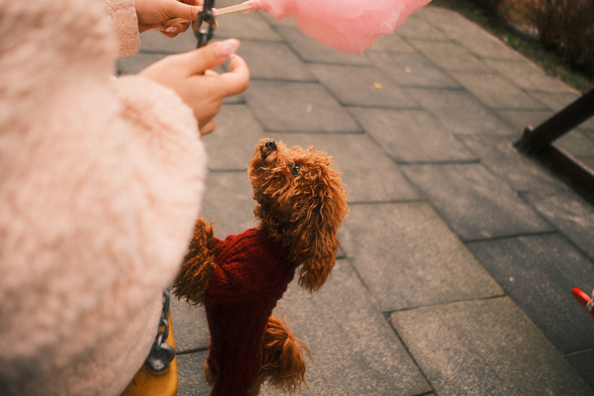 Your Dog Is Copying Your Blinks To Say I Love You!