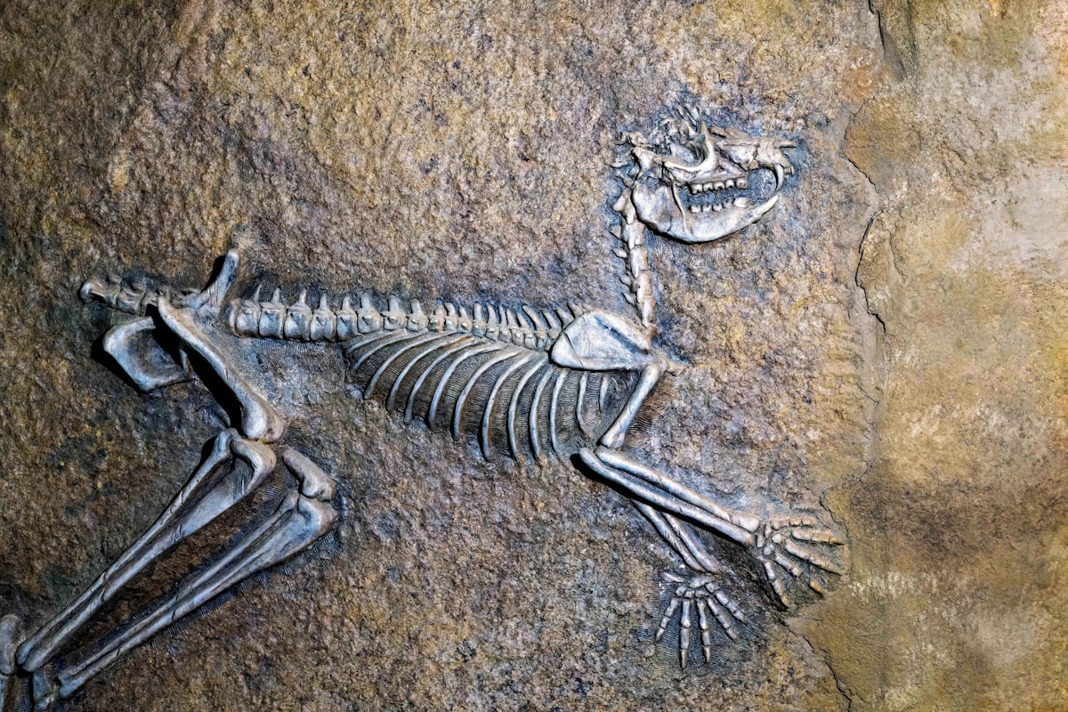 A Giant Scorpion the Size of a Coffee Table Once Roamed the Earth!