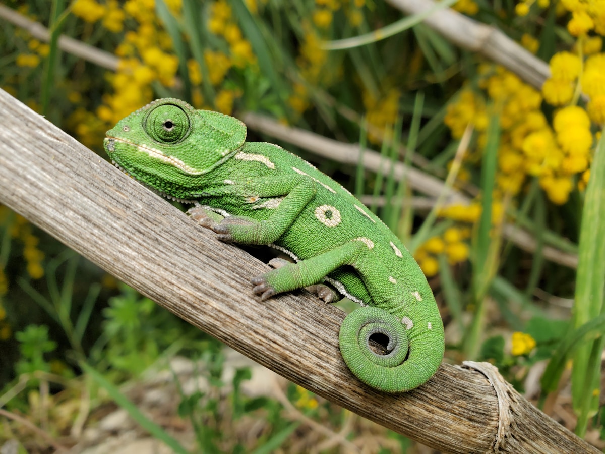 Your Brain is Not Part Lizard After All!