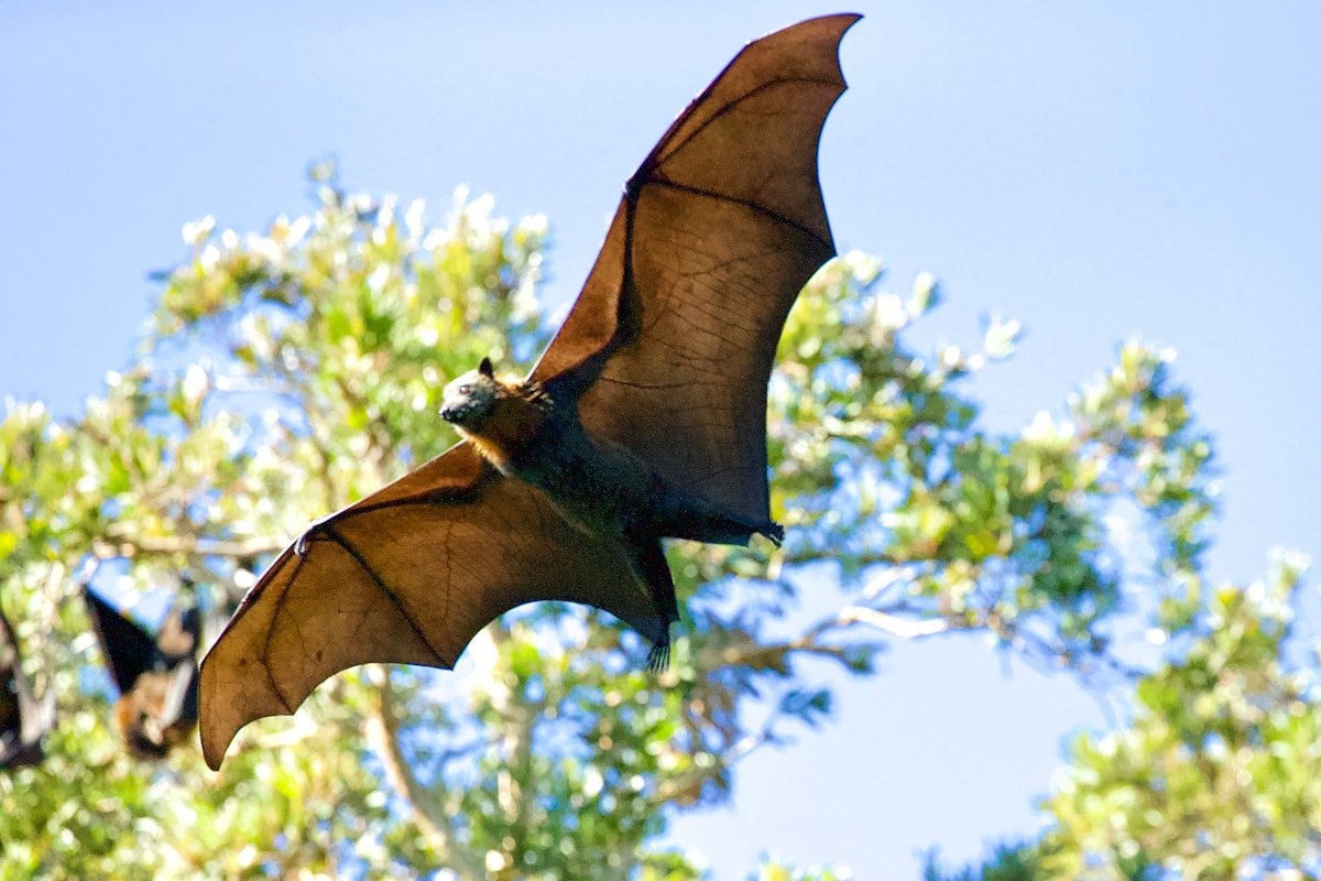 Super-powered Bats Carry Deadly Viruses Without Ever Getting Sick!