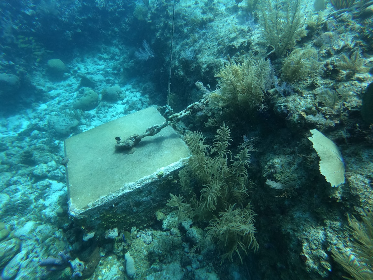 Super Sea Sponges Are Helping to Clean Our Oceans!